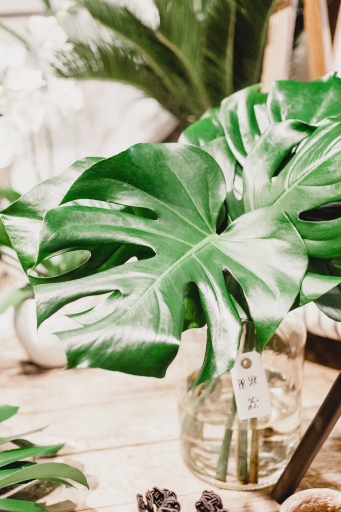 Houseplants to help reduce stress and boost your mood