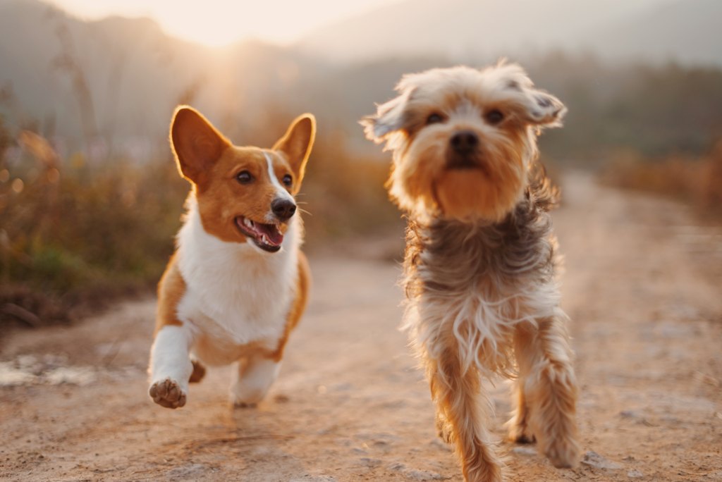 Sick Pet? Six Tips for Taking Care of Your Animal - Design the Lifestyle YOU Desire Sick Pet? Six Tips for Taking Care of Your Animal - Design the Lifestyle YOU Desire