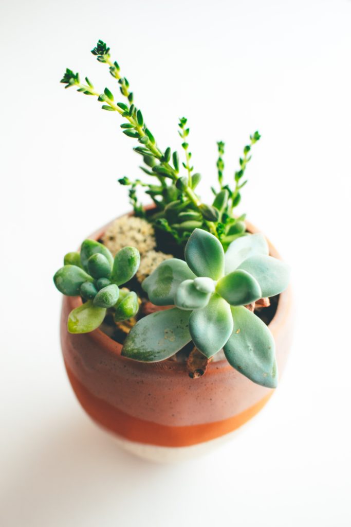 A guide to caring for houseplants