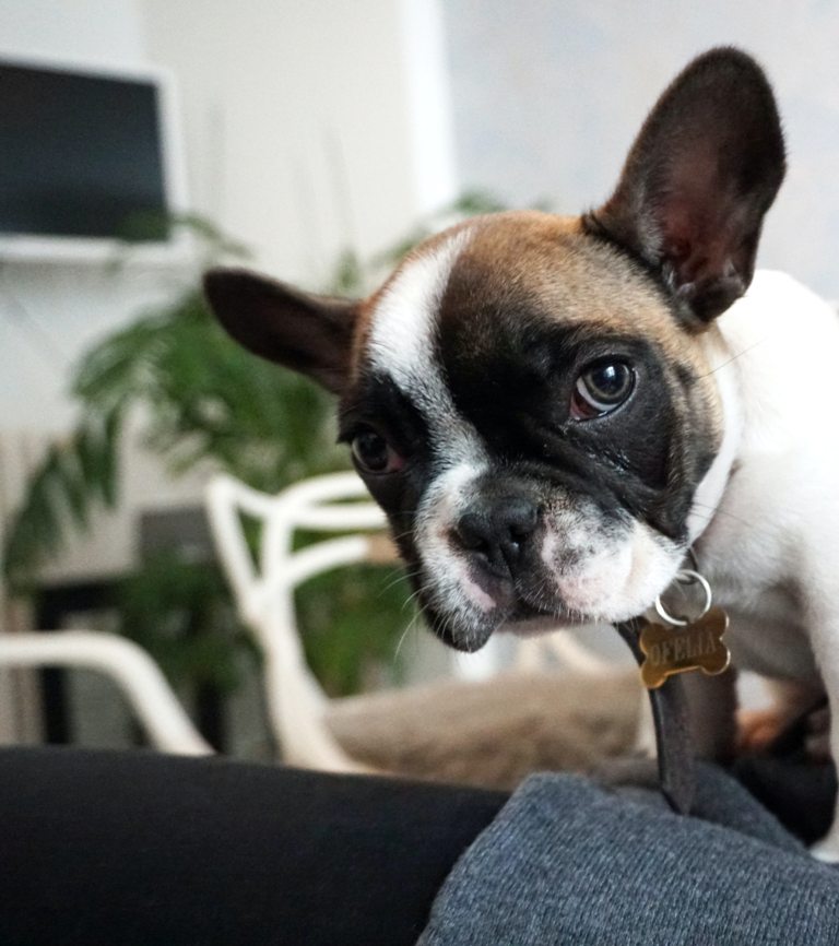 French Bulldog - An Awesome Buddy for Backpackers
