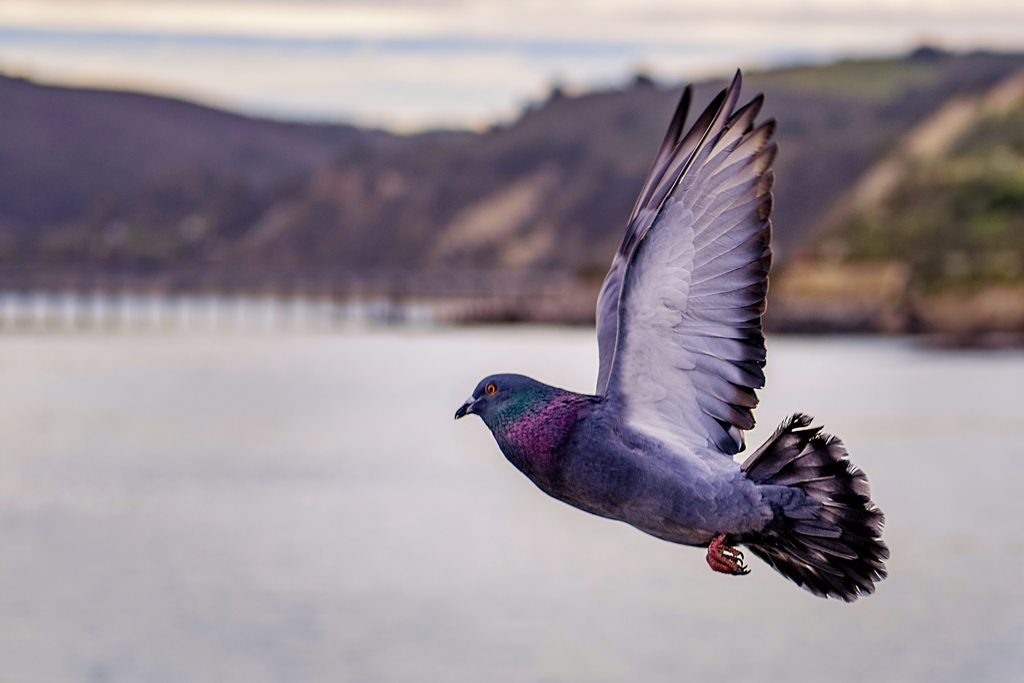 Pigeon Control How to Get Rid of Flying Pests