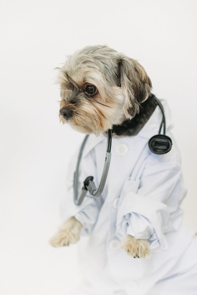 Becoming a Livestock, Food, & Large Animal Veterinarian - Decoding the Facts! - Design the Lifestyle YOU Desire Becoming a Livestock, Food, & Large Animal Veterinarian - Decoding the Facts! - Design the Lifestyle YOU Desire