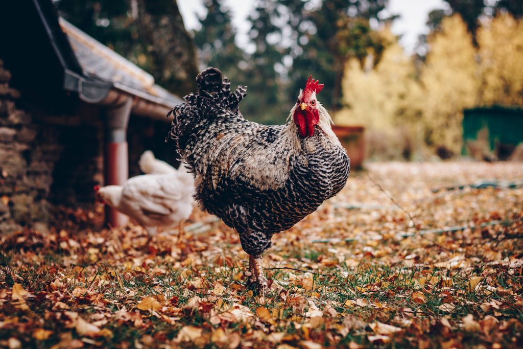 Understanding Chicken Feed and Snacks What to Feed and Avoid