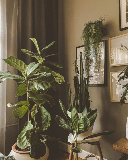 4 Best Plants You Can Grow In Your House Right Now
