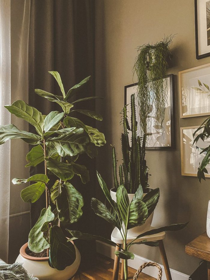 4 Best Plants You Can Grow In Your House Right Now